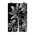 GG1201 - Palm Fronds Black White Digital Art Modern Botanical Wall Print